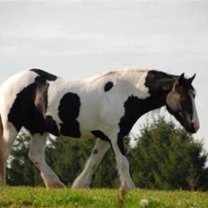 Irish Cob Flicka (Asperas Juniva)