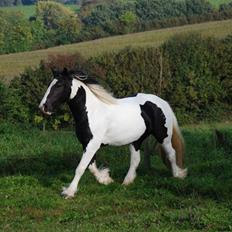 Irish Cob Flicka (Asperas Juniva)