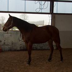 Dansk Varmblod Calibro*SOLGT*