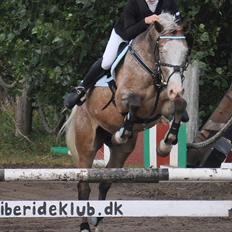 Anden særlig race Roosgårdens Cosmopolitan *Udlånt*