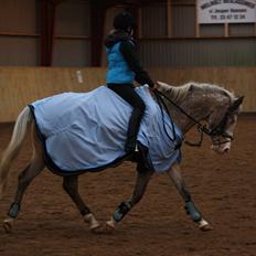 Anden særlig race Roosgårdens Cosmopolitan *Udlånt*