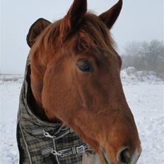 Dansk Varmblod Søgaard´s Rapid *Solgt*