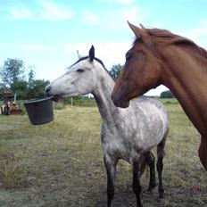 Dansk Varmblod Søgaard´s Rapid *Solgt*