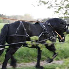 Fell pony Tunstall Jade