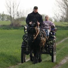 Fell pony Tunstall Jade