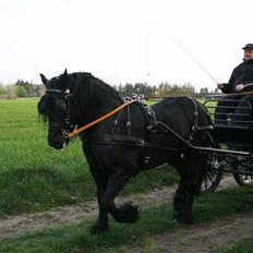 Fell pony Tunstall Jade