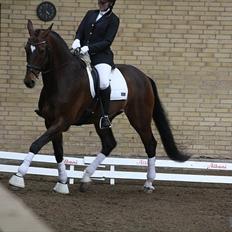 Dansk Varmblod Legrando lyngkær