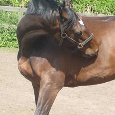 Dansk Varmblod Legrando lyngkær