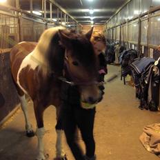 Anden særlig race Nela