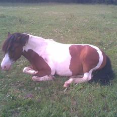 Anden særlig race Stormy | SOLGT |