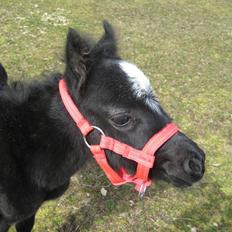 Welsh Mountain (sec A) tarzan <3