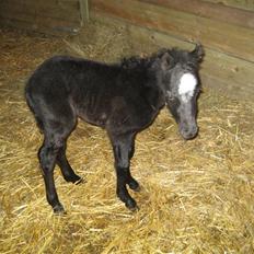 Welsh Mountain (sec A) tarzan <3