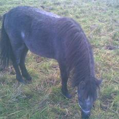 Welsh Mountain (sec A) tarzan <3