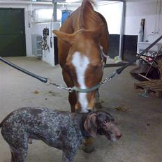 Dansk Varmblod Lillemarkens Acansam