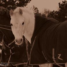 Anden særlig race  Bandit<3 *SOLGT*