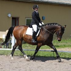 Dansk Varmblod Pilelundens Darling