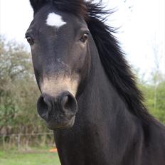 Welsh Partbred (Sec F) Backersdals Gaston 