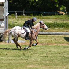 Anden særlig race Onyx ¤SOLGT¤ )':