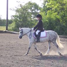 Welsh Mountain (sec A) Ræveskiftets Sugarcandy