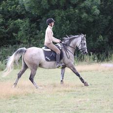 Arabisk fuldblod (OX) sedina ox - R.I.P. 2009