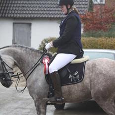 Arabisk fuldblod (OX) sedina ox - R.I.P. 2009