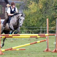 Arabisk fuldblod (OX) sedina ox - R.I.P. 2009