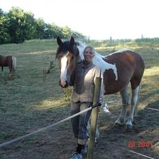 Pinto Quickstep Cody