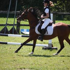 Arabisk fuldblod (OX) Fadjane  SOLGT