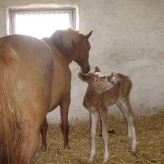 New Forest Krogsgaars Glory *SOLGT*