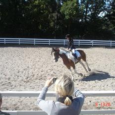 Pinto Quickstep Cody