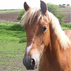 New Forest Horsemosens June (død)