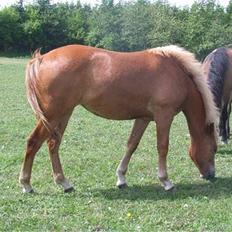 New Forest Horsemosens June (død)