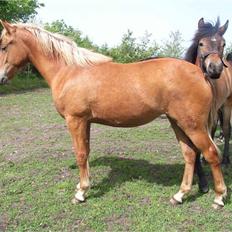 New Forest Horsemosens June (død)