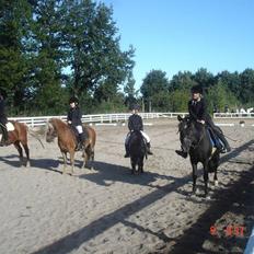 Anden særlig race Jack *AFLIVET SAVNER DIG*