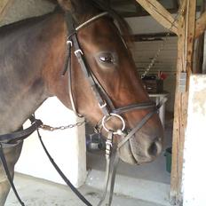 Traver Vanderbilt *helpart*