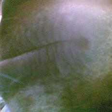 Traver Vanderbilt *helpart*