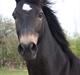 Welsh Partbred (Sec F) Backersdals Gaston 