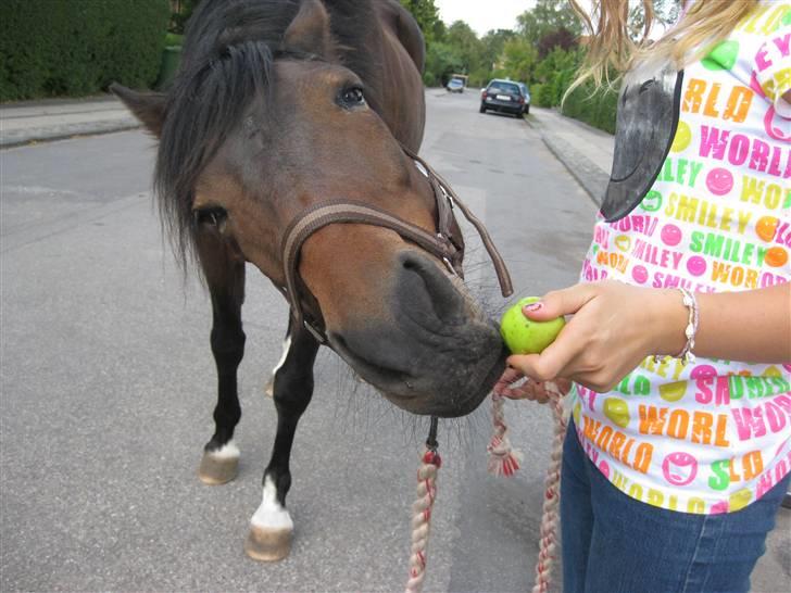 New Forest Fleur - gamle part. - Første dag efter sommerferien (: billede 5