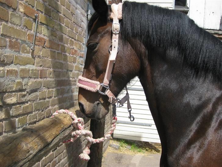 New Forest Fleur - gamle part. - Jeg er viiiiild med det billede :D  billede 7