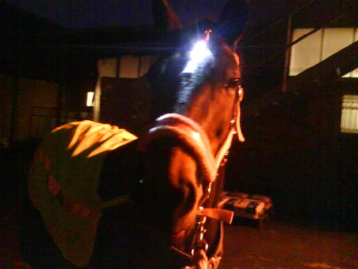 New Forest Fleur - gamle part. - Se hvor fancy vores Udstyr er! :D billede 8