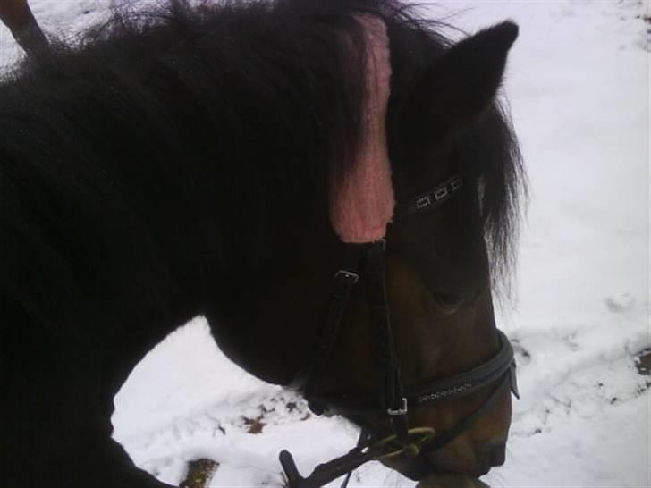 New Forest Fleur - gamle part. - Lyserød dimmer himmer xD billede 9