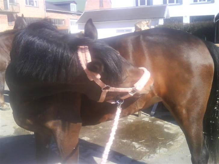 New Forest Fleur - gamle part. - Vi tåger lidt :3 billede 10