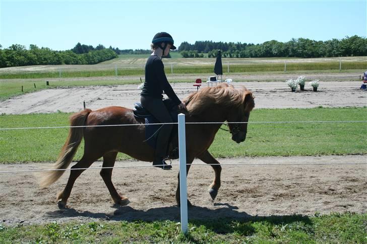 Islænder Jófrid fra GL.essenrup. - andet stævne; i Thise. billede 20