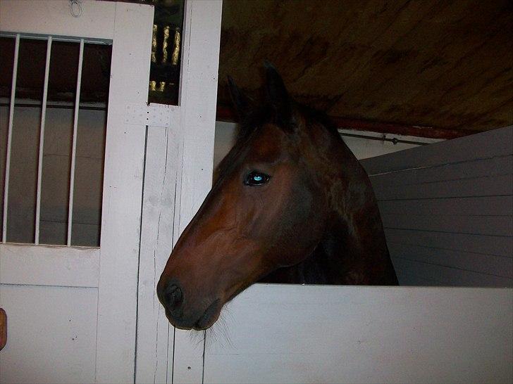 Anden særlig race Laurits (Kegle)   - <3<3 billede 4