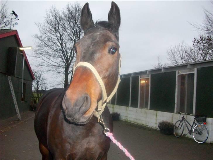 Anden særlig race Laurits (Kegle)   - Fordi jeg elsker dig !  billede 5