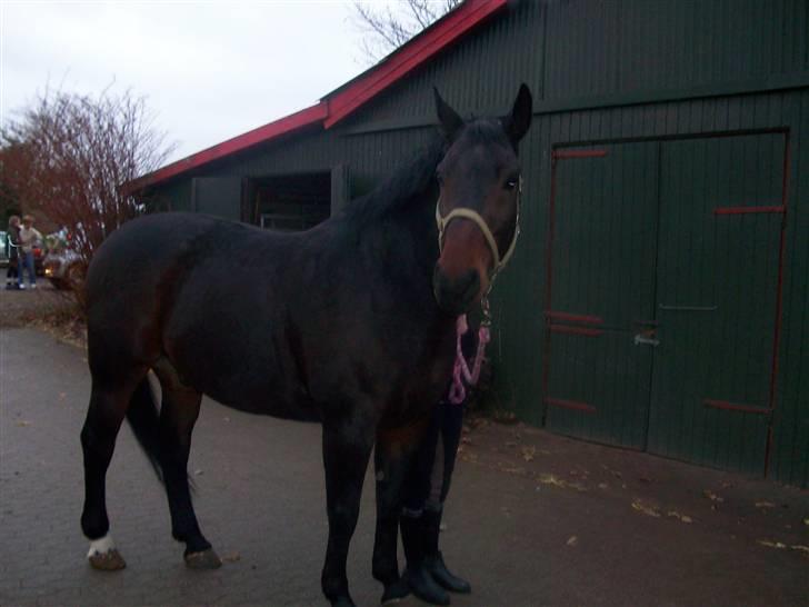 Anden særlig race Laurits (Kegle)   - Uhf !  billede 6