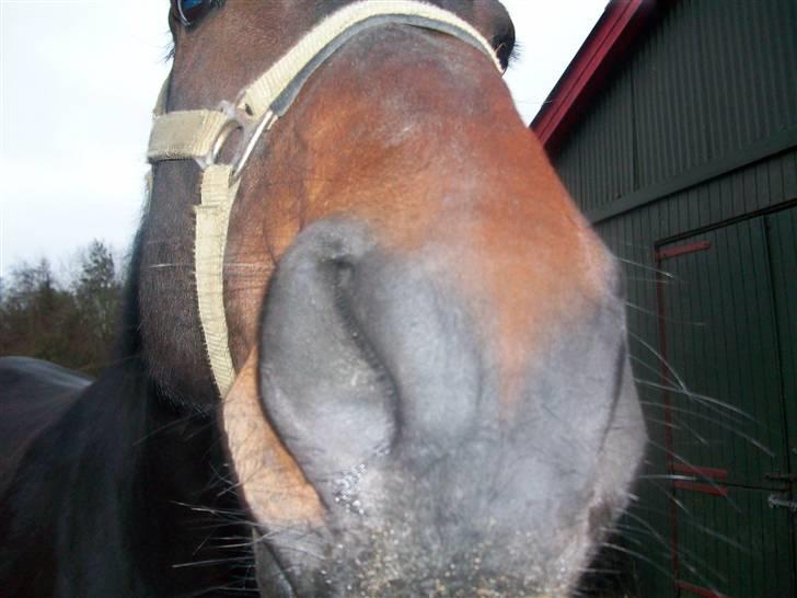 Anden særlig race Laurits (Kegle)   - Fordi du har den sejeste personlighed ! billede 7