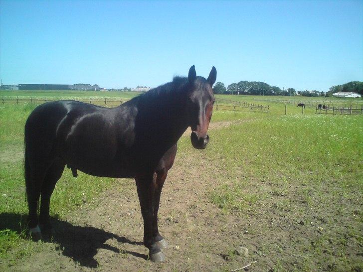 Anden særlig race Laurits (Kegle)   - Sommergræs :) Sommeren 2010 ! Nogle af de andre i baggrunden :) billede 8