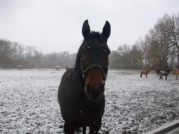 Anden særlig race Laurits (Kegle)   - Vinteren 2009/2010  billede 9