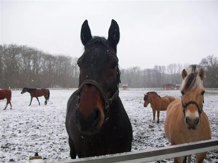 Anden særlig race Laurits (Kegle)   - Bassen og Buller <3 Vinteren 2009/2010 billede 10